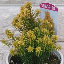 옐로우봉10 - 황금편백