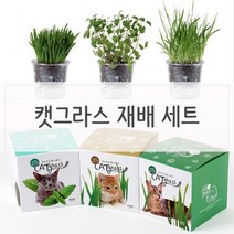 [0UK] 키우기쉬운 고양이풀 캣닢 재배 투명화분 세트 고양이캣잎 고양이용품 식물인테리어 화분 거실화분 234567EA, 귀리