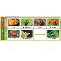 곤충의 한살이 4인/과학 실험 키트 교구 도구 만들기
