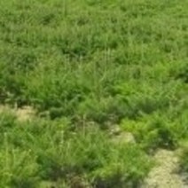 전나무묘목 30주