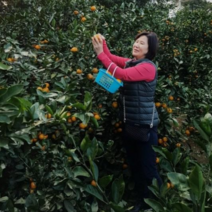 한라봉10kg 한라봉 제주 산지직송 가정용, 한라봉 3kg/중대과(13과내외)