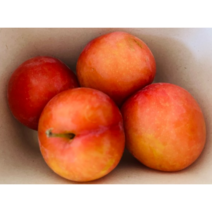 제철 자두 1kg 대석자두 피자두 새콤달콤 추희 도담 고당도 햇자두 싱싱한 신선과일, 1개