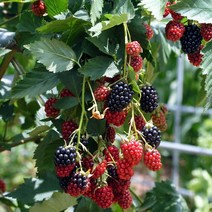 NS슈퍼블랙베리 V7삽목1년(특)뿌리묘