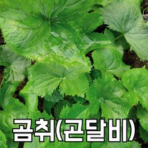 [숙이네농장] 강원도 양구 곰취 곤달비 봄나물 산나물 제철 1kg 2kg, 곰취 2kg