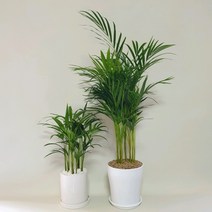 아레카야자 이국적인식물 인테리어 현관 선물용 키우기쉬운식물 이사 개업선물, 특대형