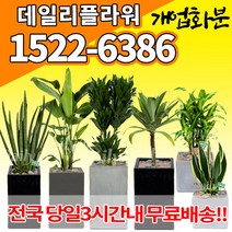 개업화분 축하화분배달 당일 배송 카페 개원 오픈축하 꽃배달, (선택S1)포인세티아
