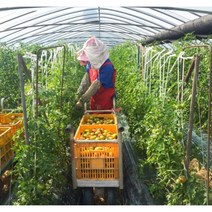 [산지직송]미식언니 토마토품평회수상 최상등급 상위5프로 대저 짭짤이토마토 2.5kg 로얄과, 상위5프로짭짤이 2.5kg 로얄과(s~2s)