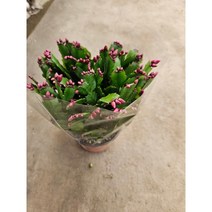 팅커벨 게발선인장13cm, 1개