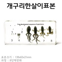 표본-개구리한살이표본 RAR