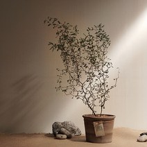 써니사이드플랜트 마오리소포라 이태리토분 세트 추위에강한식물, 기본구성(마오리소포라+이태리토분+집사노트)