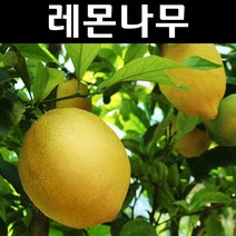 귤나무(레몬나무) 결실주 7치화분 1개/나무 묘목/과실수/유실수