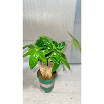 [골든플랜트] 파키라 삼식이 파키라3촉 1개 삼식이파키라
