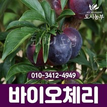 흑자두(바이오체리) R4cm 나무 묘목 체리