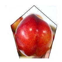 여름 꿀 자두 고당도 맛보장 김천 후무사 왕자두, 후무사왕자두3kg