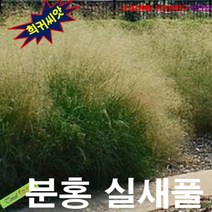 (희귀씨앗) 분홍실새풀(Sand Love Grass) 15립