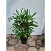 관음죽 대품/높이80센치