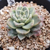 다육세상 다육이 팅커벨백금