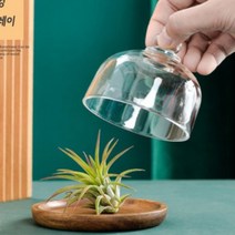 예쁜 미니 유리 뚜껑 원목 디저트 케이크 접시 트레이 소품 유튜브 주방, 단품, 단품