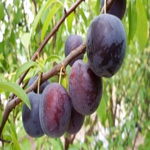 바이오체리 나무 묘목 2년생