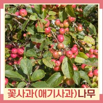 꽃사과나무 묘목 애기사과 해당화류 접목1년생 뿌리묘 3개