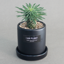 아이엠플랜트 라운드화분 선인장 다육이 스투키, 9.블랙 괴마옥, 1개