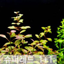 쉬운 수초 루드위지아 슈퍼 레드, 1개 총 8촉