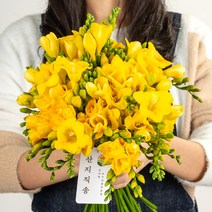 프리지아 프리지어 꽃다발 한단 생화택배 1단 50송이