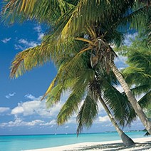 허브플로라 팜 오일, 500ml