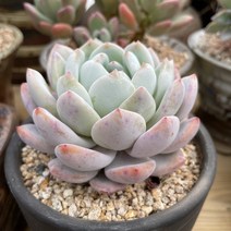 휴리플랜트 다육이 오렌지먼로 플렌테리어 반려식물 홈가드닝 국민다육, 1개