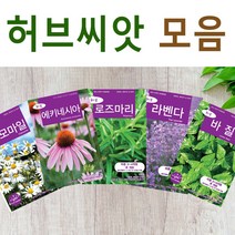 살아있는 허브 씨앗 모음 허브씨 로즈마리 레몬밤 바질 딜 카모마일 라벤다 민트 타임 마조람 세이지 챠빌 코리안더 고수 루 히솝 스테비아 차이브 에키네시아 야생 종자, R- 바질 x 1개