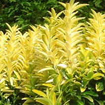 같이가치농원 황금사철나무 (H0.8전후)