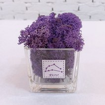 스칸디아모스 천연이끼 공기정화 투명 별자리 화분 모스, 투명 별자리 화분 모스-퍼플