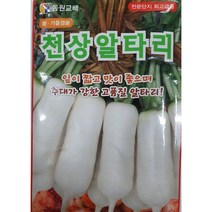 [가람종묘사] 천상알타리무 씨앗(근비대와 그미맺힘이 우수한 H형 모양알타리 뿌리비대가 빠른편이고 고온기에도 무의 매운맛이 적어 맛이 좋은 알타리무 품종)
