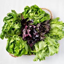 모듬 유럽 샐러드 특수 쌈 야채 1kg[버터헤드레터스 미니코스 바타아이스 마라도네], 유럽샐러드 모듬 1kg