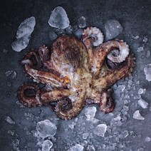 아주부 통영 돌문어 남해안 자연산 문어 700g 1kg 3kg 5kg, 일반 (5~15미 내외) 5kg