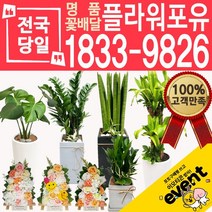 플라워포유 축하 오픈 개업 공기청정 관엽식물 화분선물 당일배송 꽃배달, (선택71)드라코