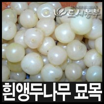 백앵두나무/화이트앵두나무묘목/접목1년 6주/도시농부
