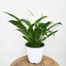 7900 소엽스파트필름 중품 공기정화식물 30~50cm