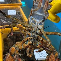 캐나다 활 랍스터 스몰듀세스 1kg x 10미, 단품