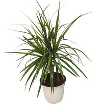 마지나타그린 드라세나 공기정화 가습효과 인테리어식물 12, 1개