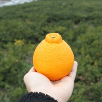 제주 영숙이네 한라봉 못난이한라봉 노지 하우스 가정용 선물세트 3kg 5kg 10kg, 한라봉 5kg 특대과(11~16수)
