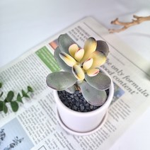 칼라방울복랑 방울봉랑 희귀 다육이 다육식물 귀여운 선인장 계절금 - 홈가드닝 플랜테리어 답례품 축하 선물, 무광 원통형 화분(화분받침 포함)