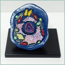 동물 세포 모형(소형)R RTS