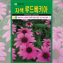 자색루드베키아씨앗 100알 에키네시아 루드베키아, 1개