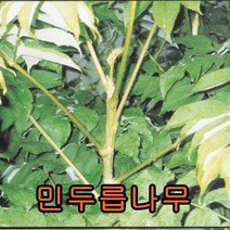 민두릅2년생5그루.묘목.나무묘목.유실수.꽃나무.과실수.자두 민두릅나무