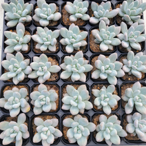 가홈플라워 다육이모종 후레뉴