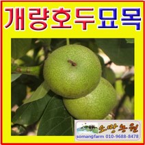 G(소망)개량왕호두나무묘목/접목1년 1그루/왕호두묘목
