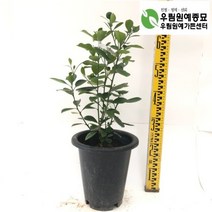 귤나무 화분7치 결실주 유실수 레드향 레드향나무, 1개