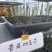 블루애로우 묘목 4치 포트묘