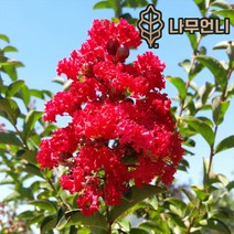 배롱나무 자엽배롱나무 백일홍 나무언니, 배롱: 다이너마이트 5치(2개묶음)